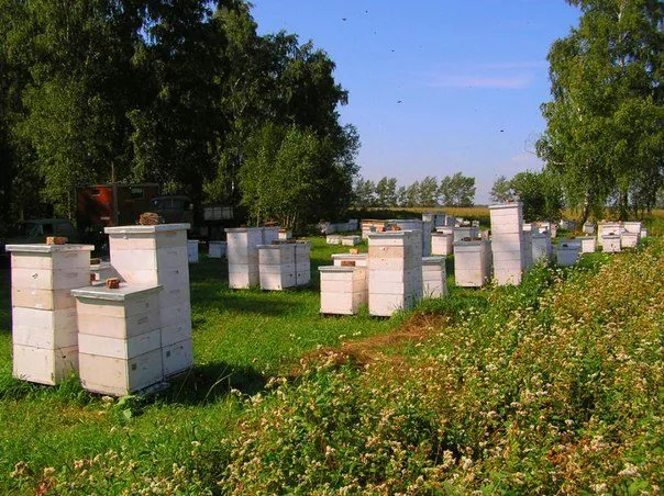 алтайский мёд и др-е пр-ы пч-ва 2020 г. в Бийске 2