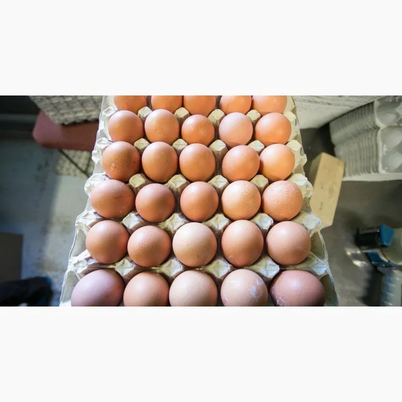 фотография продукта Яйцо куриное