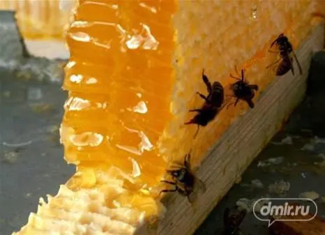 мёд подсолнечный оптом в Саратове