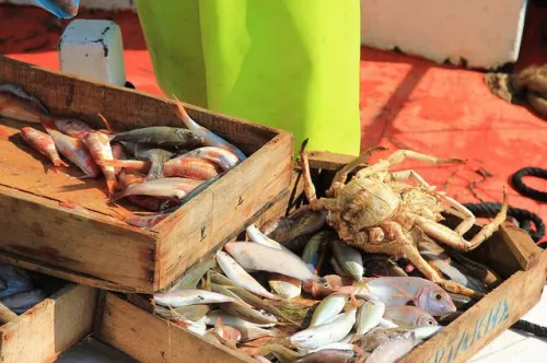 Греция удвоит производство продукции аквакультуры к 2030 году, а уровень экспорта к тому времени, как ожидается, составит от 85 до 90%