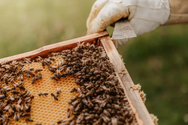 Первую в мире бактериальную вакцину для медоносных пчел одобрило МСХ США