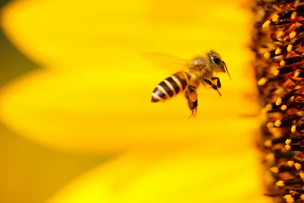 Аграрии будут уведомлять пчеловодов об обработке полей пестицидами онлайн
