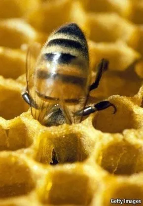 оптом мед в неограниченных количествах в Челябинске 9