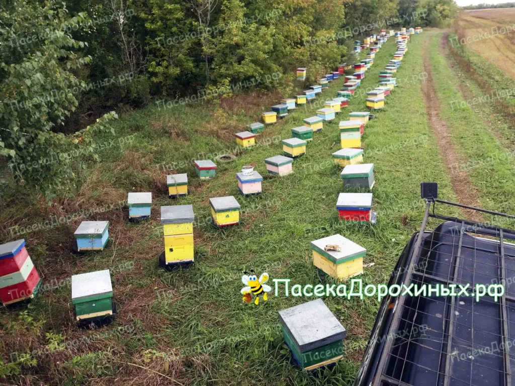 фотография продукта Алтайский мед и продукты пчеловодства