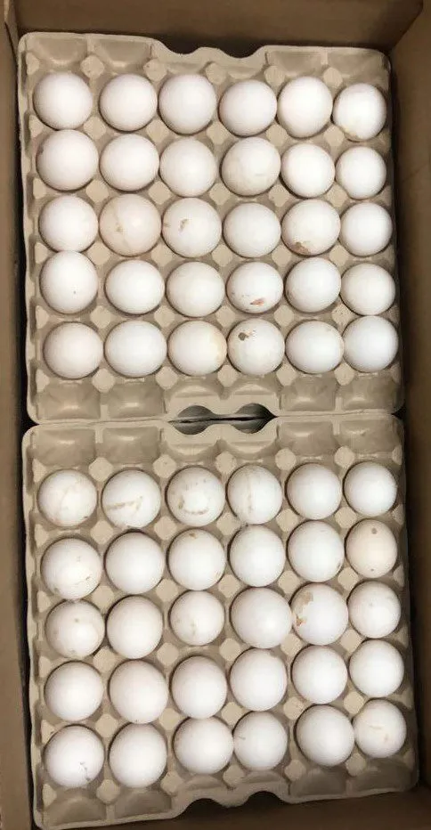 фотография продукта Купим яйцо по предоплате 