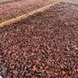 какао бобы (cocoa beans) в москве  в Москве 2