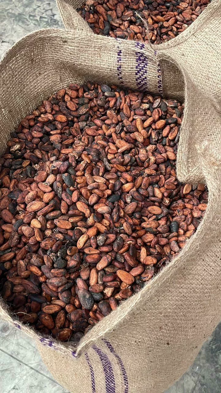 Фотография продукта Какао бобы (cocoa beans) в москве 