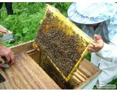 екологічно чистий мед із власної пасіки