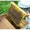 екологічно чистий мед із власної пасіки